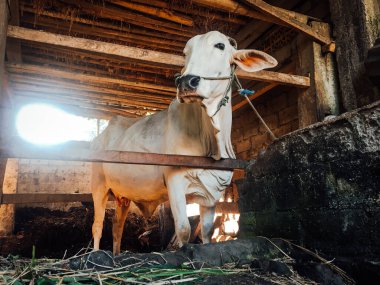 Geleneksel Endonezya çiftliğinde Ongole Crossbred sığırları veya Cava İneği veya Beyaz İnek. Geleneksel çiftlik hayvanı yetiştiriciliği.
