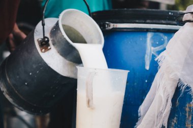 Çiftçi endüstriye veya pazara satmak için süt çiftliğinden konteynıra çiğ süt döküyor