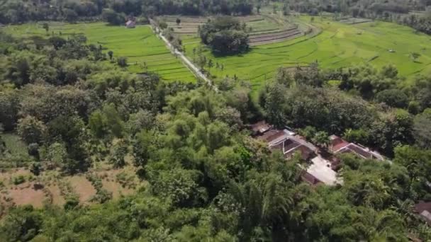 Vista Aérea Aldeia Campo Arroz Indonésia — Vídeo de Stock