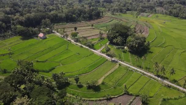 Vista Aérea Aldeia Campo Arroz Indonésia — Vídeo de Stock