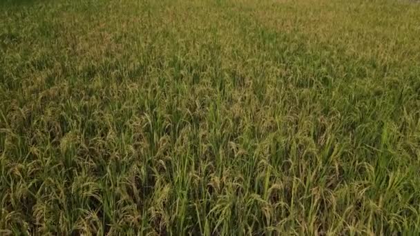 Вид Воздуха Крупный План Желтого Зеленого Рисового Поля Перед Сбором — стоковое видео
