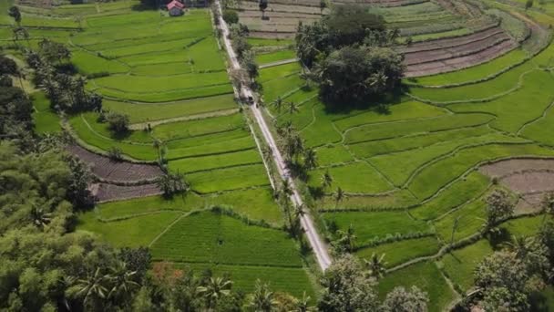 Luchtfoto Van Rijstveld Dorp Indonesië — Stockvideo