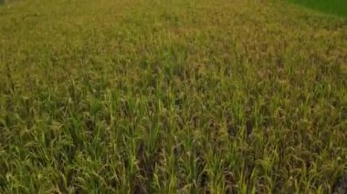 Hasattan önce sarı yeşil pirinç tarlasının havadan görüntüsü