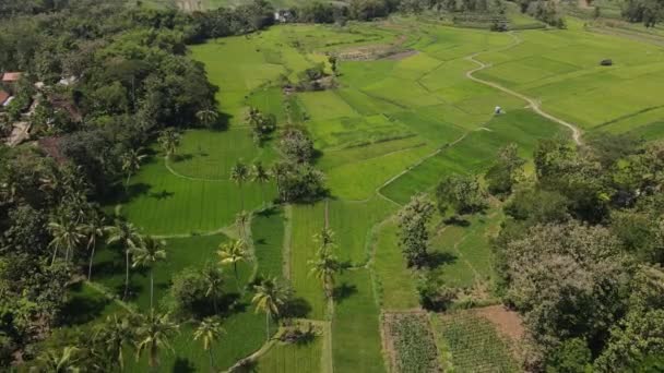 Luftaufnahme Eines Reisfelddorfes Indonesien — Stockvideo