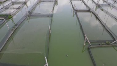 Endonezya 'da bataklıktaki geleneksel yüzen balık göletinin hava manzarası