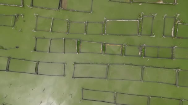 印度尼西亚沼泽地上传统浮游鱼塘的广阔空中景观 — 图库视频影像
