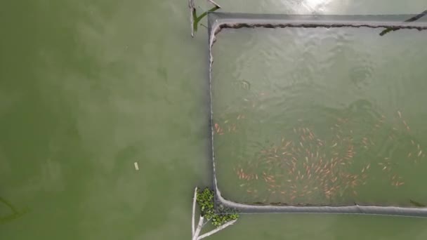 インドネシアの沼に浮かぶ魚池の中のナイルティラピア魚の空中写真 — ストック動画