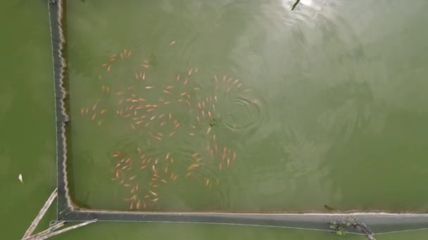 Vue Aérienne Des Poissons Tilapia Nil Dans Étang Poissons Flottant — Video