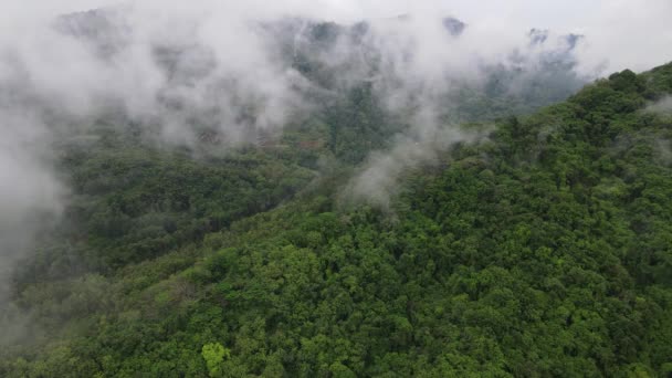 드론으로 인도네시아의 계곡에 안개가 우림을 — 비디오
