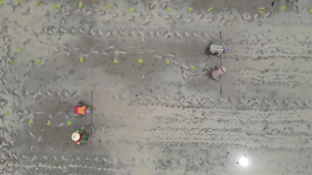 Letecký Pohled Zemědělce Výsadba Rýže Rýžových Polích Indonésii — Stock video