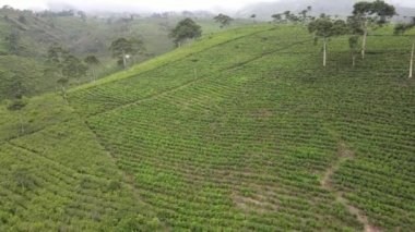 Endonezya 'daki teras desenli sebze tarlasının havadan görünüşü