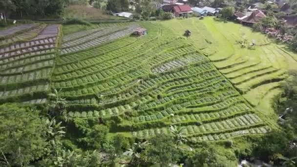 Légi Kilátás Növényi Területen Indonéziában Terasz Minta — Stock videók