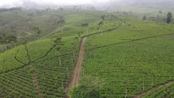 Luftaufnahme Eines Gemüsefeldes Indonesien Mit Terrassenmuster — Stockvideo