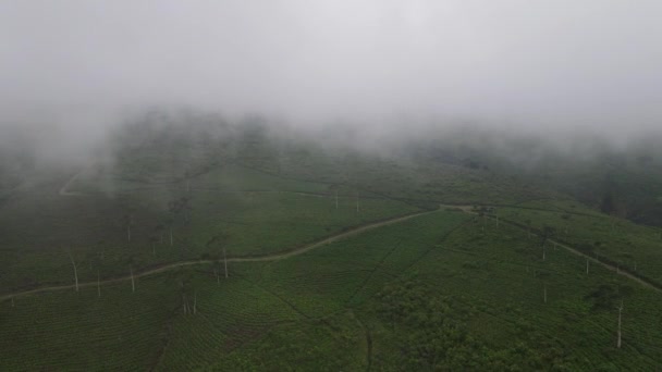 Luchtfoto Van Plantaardig Veld Indonesië Met Terraspatroon — Stockvideo