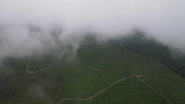 Pemandangan Udara Ladang Sayur Indonesia Dengan Pola Teras — Stok Video