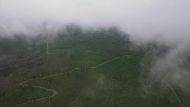 Αεροφωτογραφία Του Φυτικού Τομέα Στην Ινδονησία Μοτίβο Βεράντα — Αρχείο Βίντεο