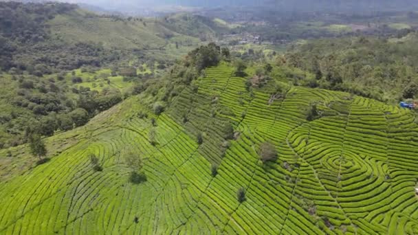 Vue Aérienne Plantation Thé Indonésie — Video