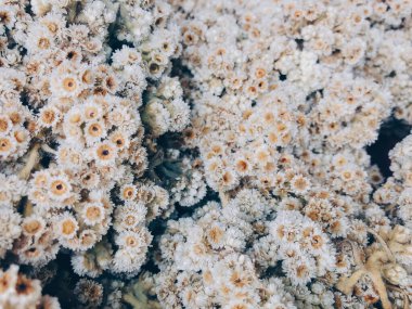 Endonezya 'ya özgü çiçek açan bir bitki türü olan kurutulmuş Java edelweiss' in yakın plan çekimi..