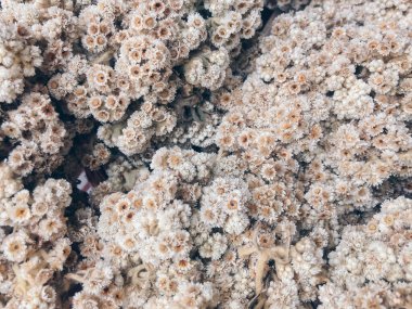 Endonezya 'ya özgü çiçek açan bir bitki türü olan kurutulmuş Java edelweiss' in yakın plan çekimi..