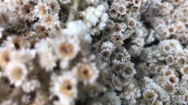 Arka plan için Eldeweis çiçeği ve yavaş hareket