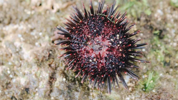 Sea urchin on the beach sand in Gunungkidul