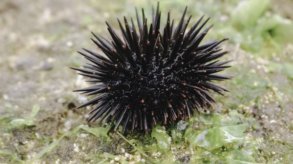 Sea Urchin Beach Sand Gunungkidul — Photo