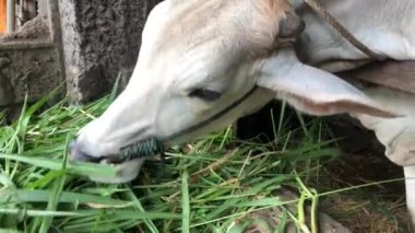 Endonezya 'nın geleneksel çiftliği Endonezya' da, Ongole Crossbred sığırları veya Cava İnekleri ot yer.