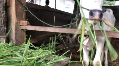 Endonezya 'nın geleneksel çiftliği Endonezya' da, Ongole Crossbred sığırları veya Cava İnekleri ot yer.