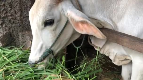 Ongole Crossbred Cattle Javanese Cow Indonesia Traditional Farm Indonesia Eating — Stock Video