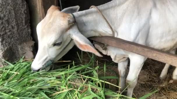Ongole Crossbred Cattle Javanese Cow Indonesia Traditional Farm Indonesia Eating — Stock Video