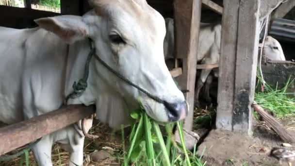 Ongole Crossbred Cattle Javanese Cow Indonesia Traditional Farm Indonesia Eating — Stock Video