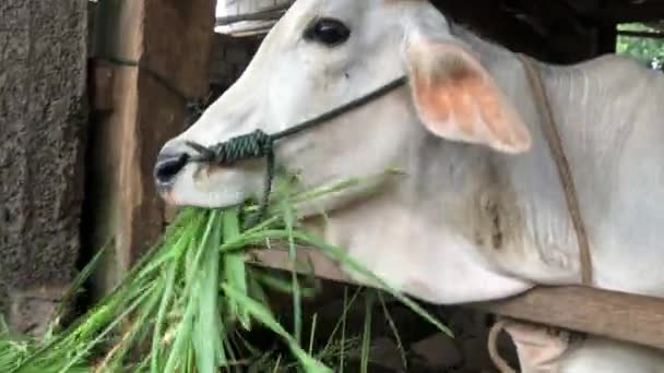 Ongole Crossbred Cattle Javanese Cow Indonesia Traditional Farm Indonesia Eating — Stock Video