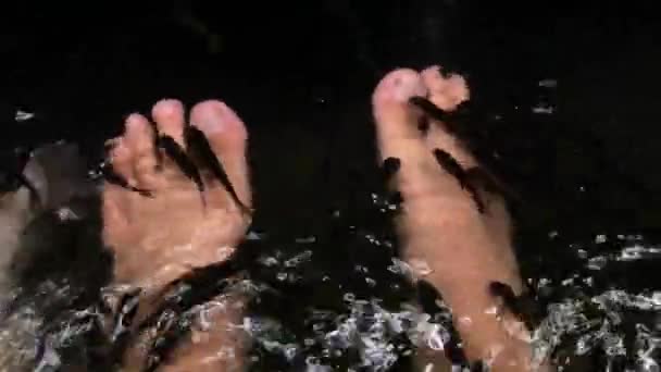 Garra Rufa Fish Foot Care Natural Peeling Massage Beauty Therapy Stock Video