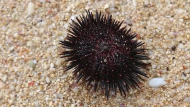 Sea Urchin Beach Sand Water — Stock video