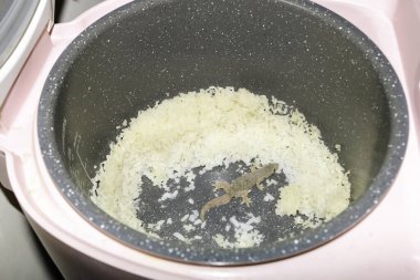 A top view of a lizard being trapped inside a rice cooker