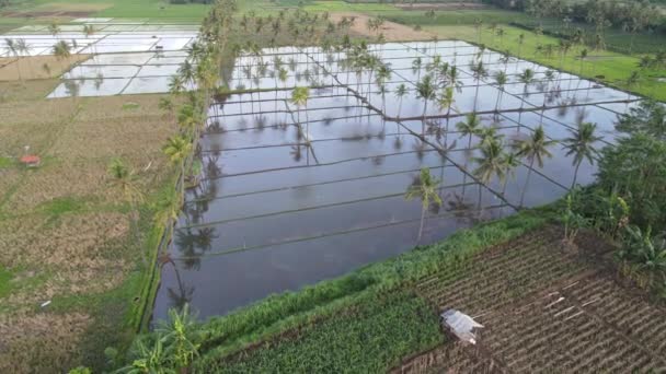 Vue Aérienne Champ Riz Avec Palmier Avec Montagne Ijen — Video