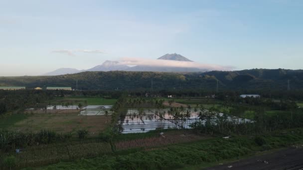 Vista Aérea Del Campo Arroz Con Palmera Con Montaña Ijen — Vídeo de stock