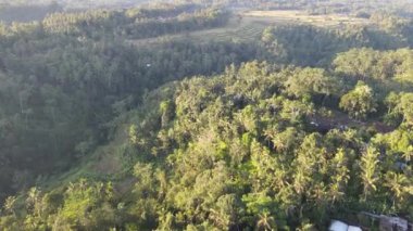 Endonezya 'nın geleneksel köyü Ubud Bali' de sabah güneşinin havadan görünüşü.