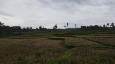 Kırsalda pirinç tarlası