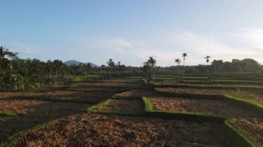 Aerial view of morning in rice field Bali in traditional village