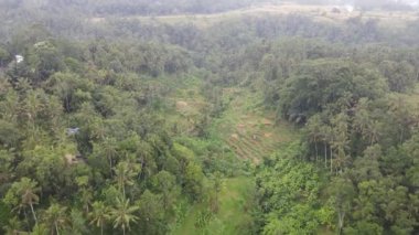 Aerial view of morning in rice field Bali in traditional village