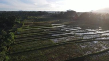 Aerial view of morning in rice field Bali in traditional village