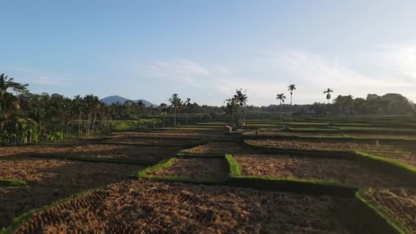 Aerial View Morning Rice Field Bali Traditional Village — Wideo stockowe