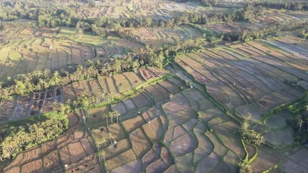 Aerial View Morning Rice Field Bali Traditional Village — Wideo stockowe