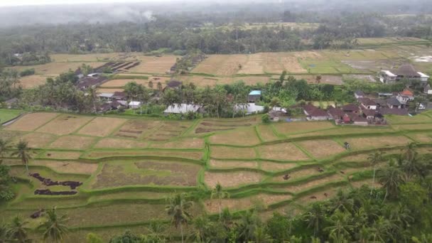 Aerial View Morning Rice Field Bali Traditional Village — Stockvideo