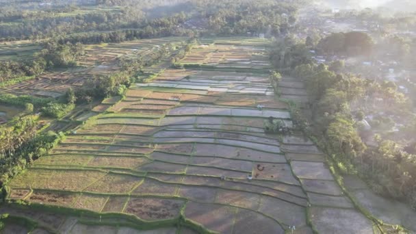 Aerial View Morning Rice Field Bali Traditional Village — Wideo stockowe