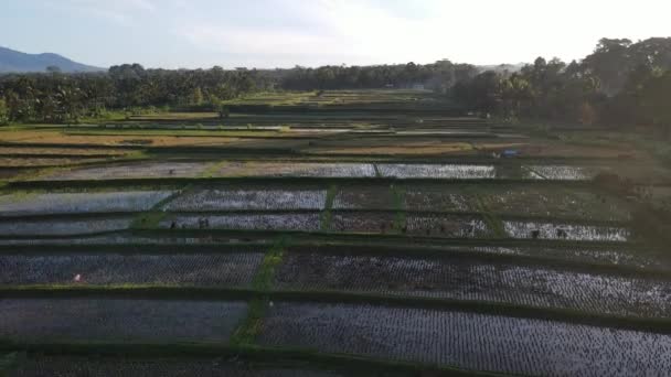 Aerial View Morning Rice Field Bali Traditional Village — Video Stock
