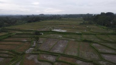 Aerial view of morning in rice field Bali in traditional village