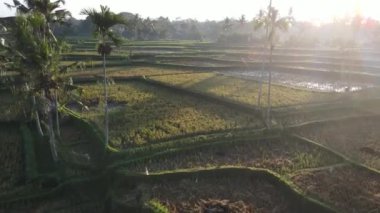 Aerial view of morning in rice field Bali in traditional village
