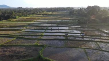 Aerial view of morning in rice field Bali in traditional village
